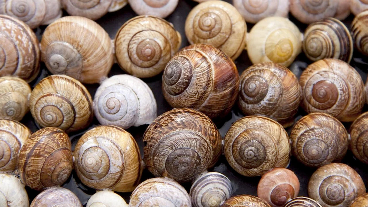 Schnecken bekämpfen: Schneckenkorn und andere Mittel im Test. Schnecken bekämpfen: Schneckenkorn und andere Mittel im Test.