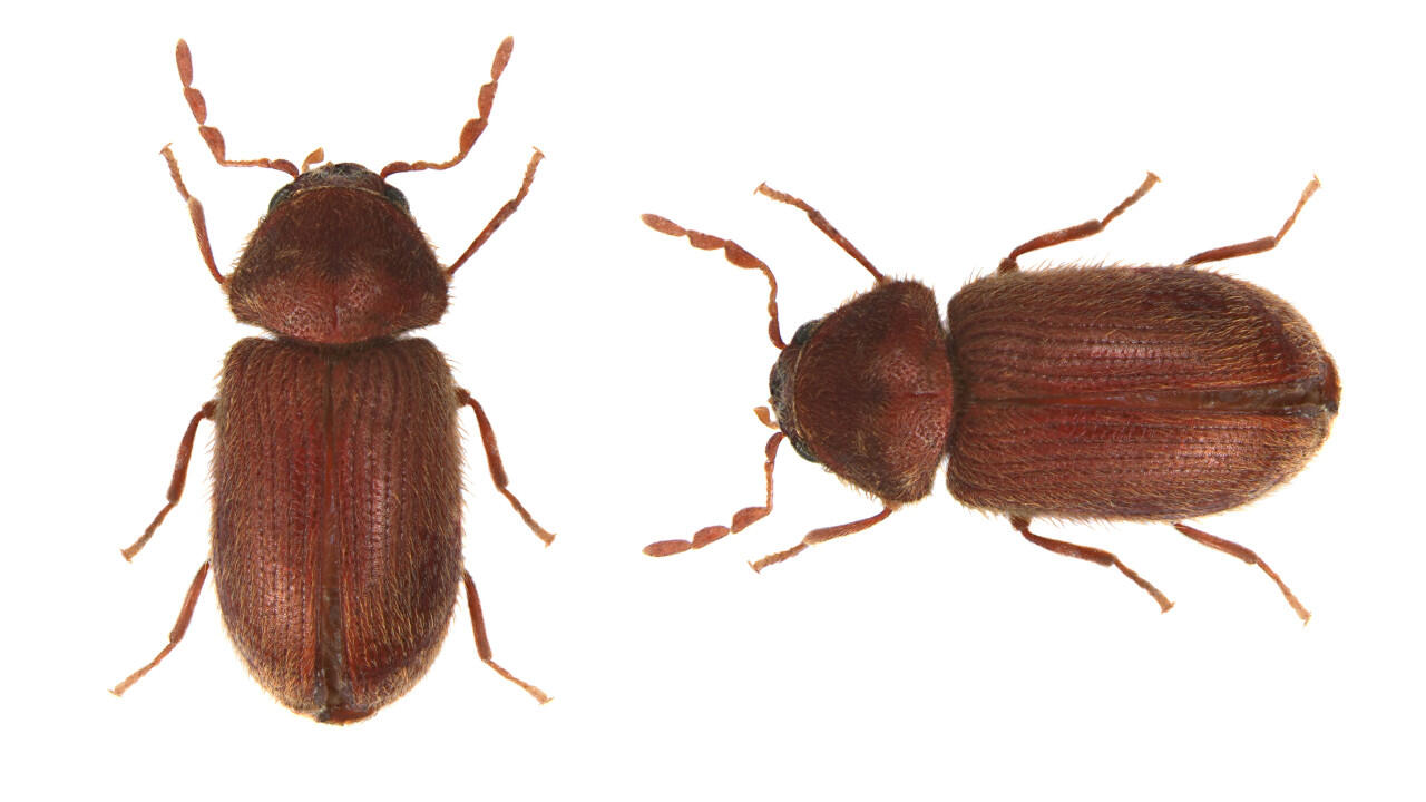 Brotkäfer sind rötlich-braun und nur bis zu drei Millimeter groß. Brotkäfer sind rötlich-braun und nur bis zu drei Millimeter groß.
