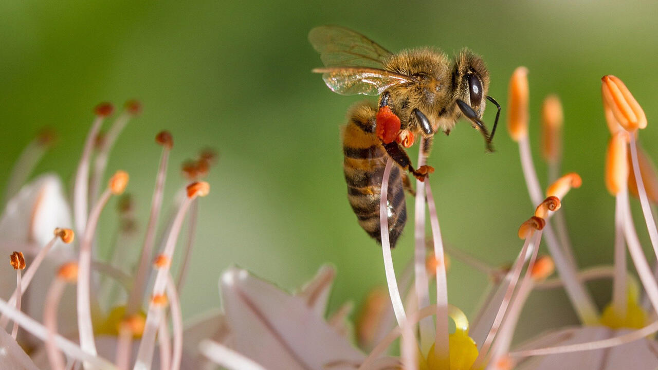 Wer nicht allergisch reagiert, muss bei einem Bienenstich nicht überstürzt handeln.