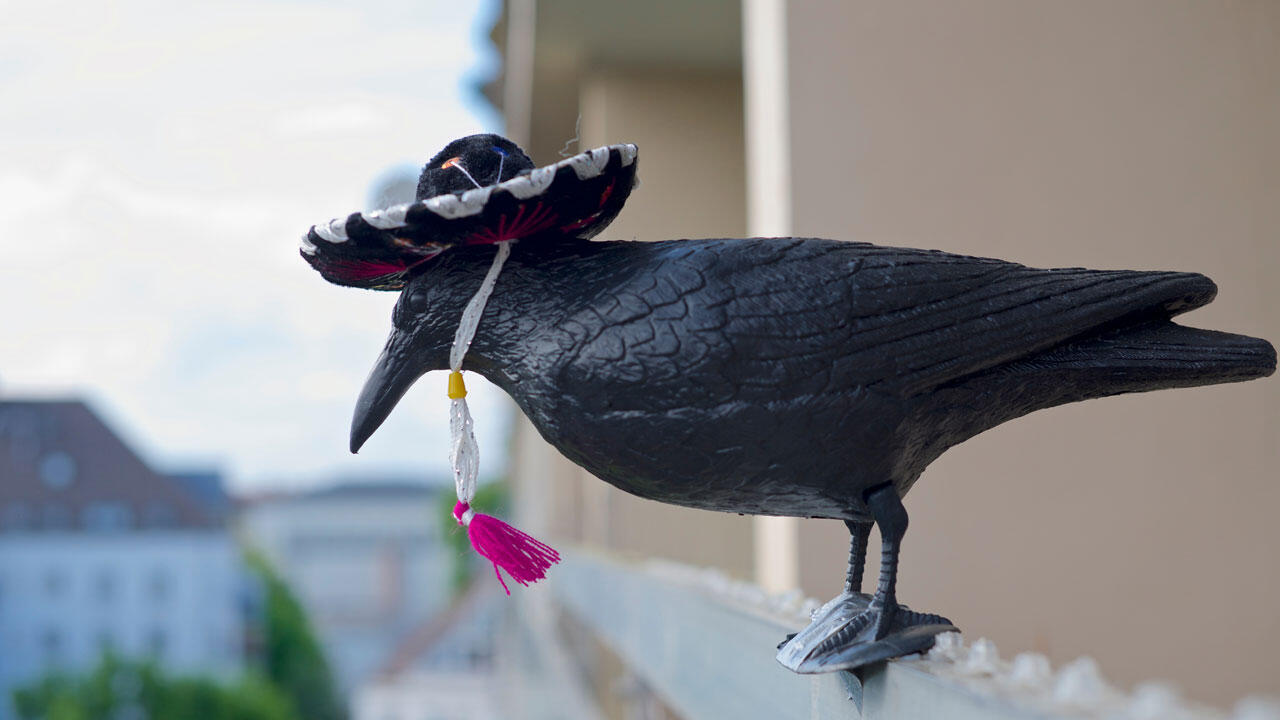 Eine große Vogelattrappe hält Tauben davon ab, sich auf dem Balkon niederzulassen.