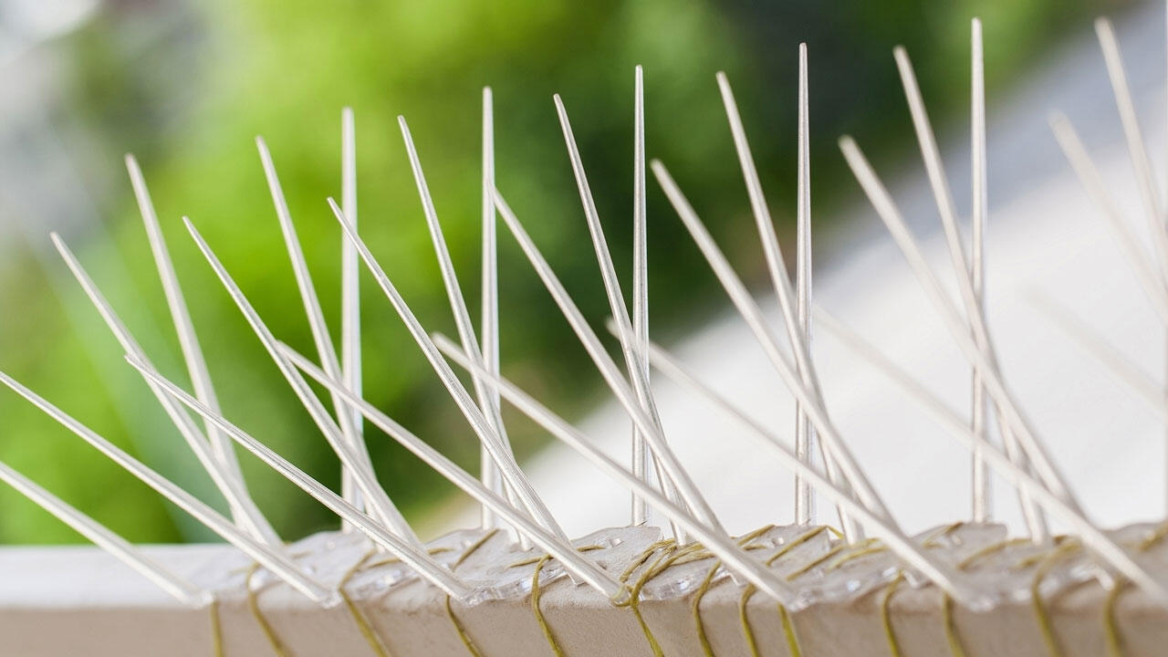 Spikes zur Taubenabwehr sind wegen der Verletzungsgefahr keine gute Idee. Spikes zur Taubenabwehr sind wegen der Verletzungsgefahr keine gute Idee.