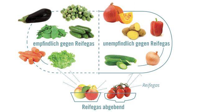 Wenn Sie Lebensmittel, die das Reifegas Ethylen abgeben, nebeneinander lagern, reifen diese schneller nach. Das kann erwünschte oder unerwünschte Folgen haben. Wenn Sie Lebensmittel, die das Reifegas Ethylen abgeben, nebeneinander lagern, reifen diese schneller nach. Das kann erwünschte oder unerwünschte Folgen haben.