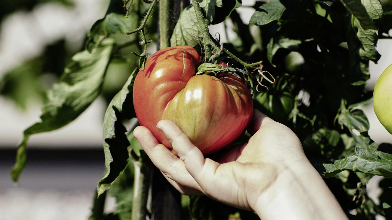 Schöne Tomaten, aus denen man Samen entnehmen will, lässt man im Sommer länger hängen, bis sie etwas überreif werden
