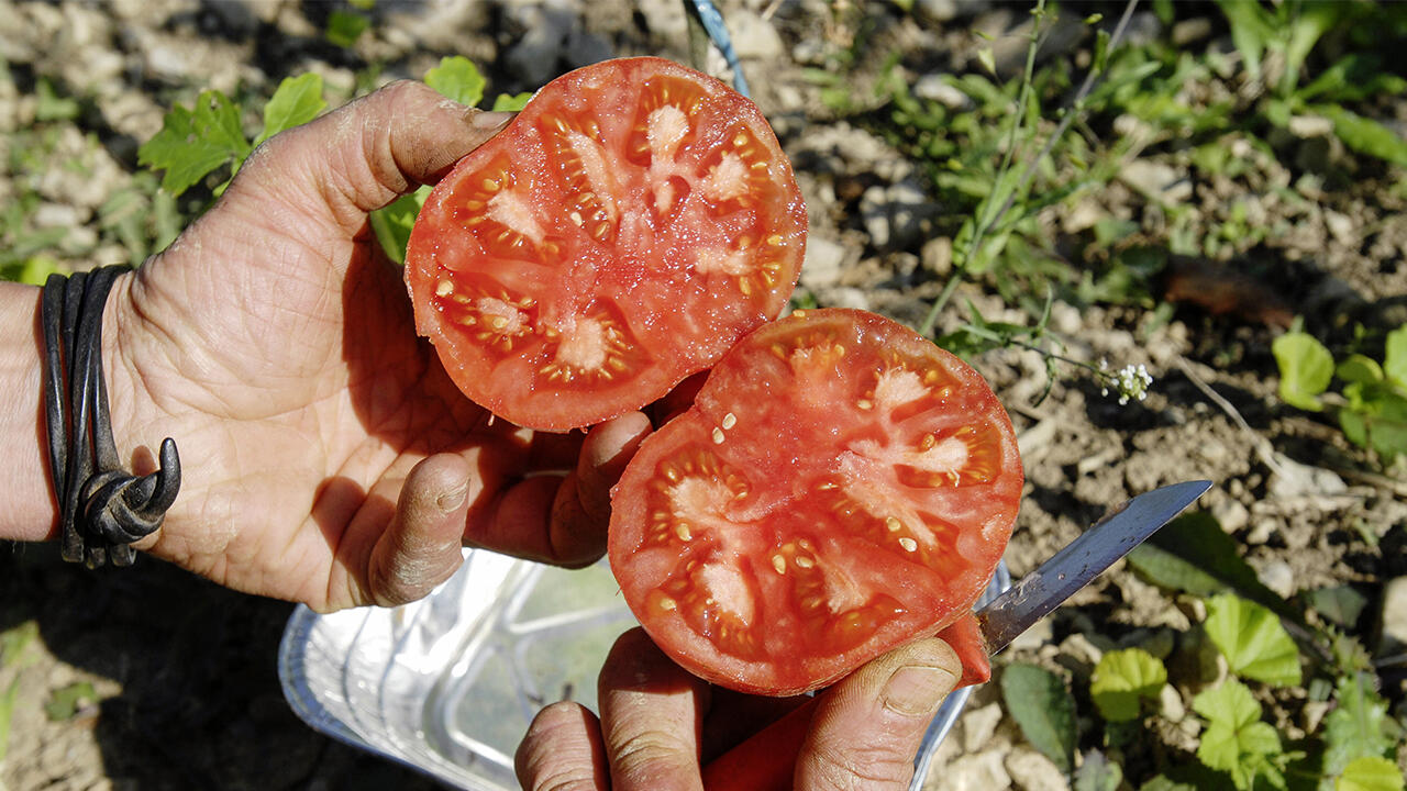 Nach der Ernte der reifen Früchte werden  die typischen gelblichen Samenkerne aus dem Fruchtfleisch herausgeschabt