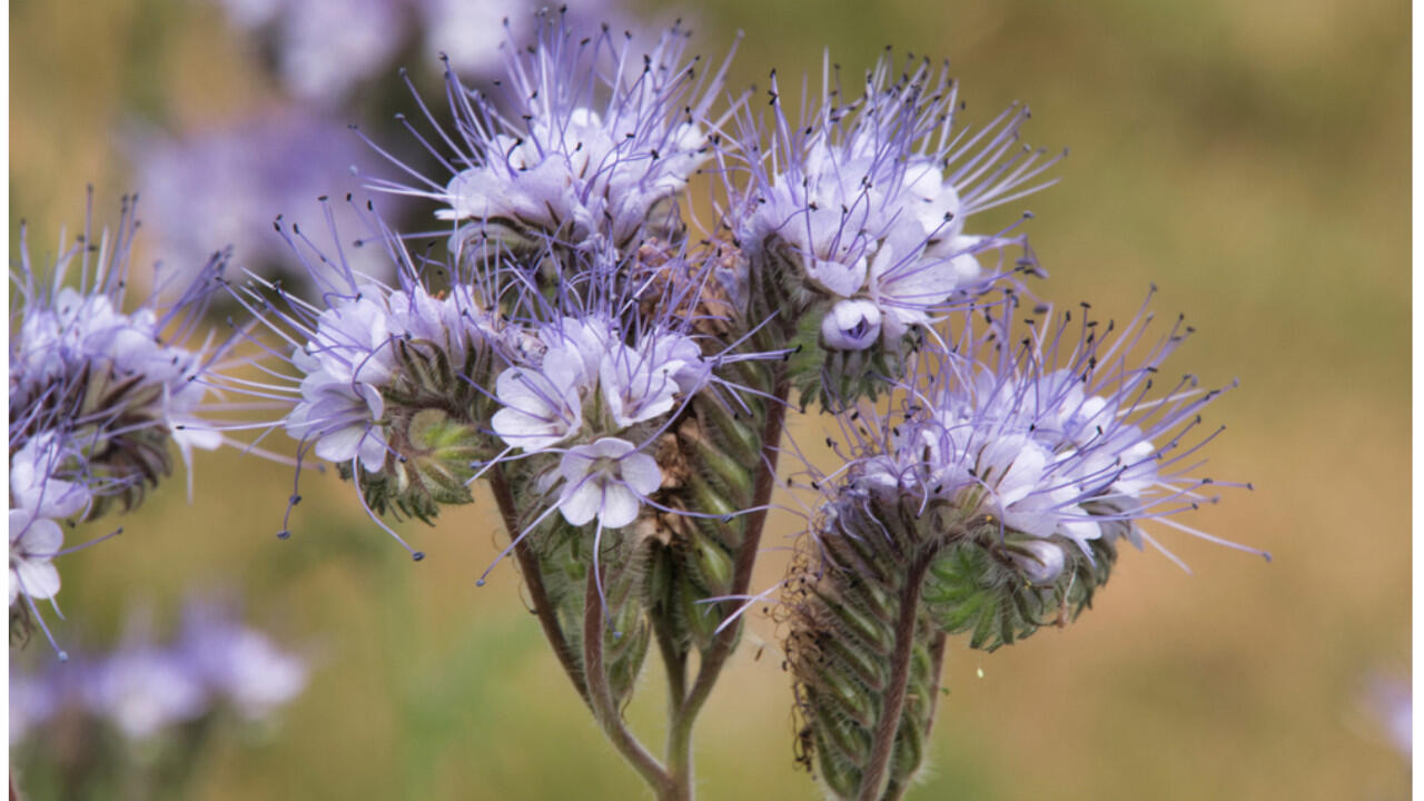 Die Phazelia bietet Bienen Nahrung und eignet sich sehr gut für die Gründüngung.