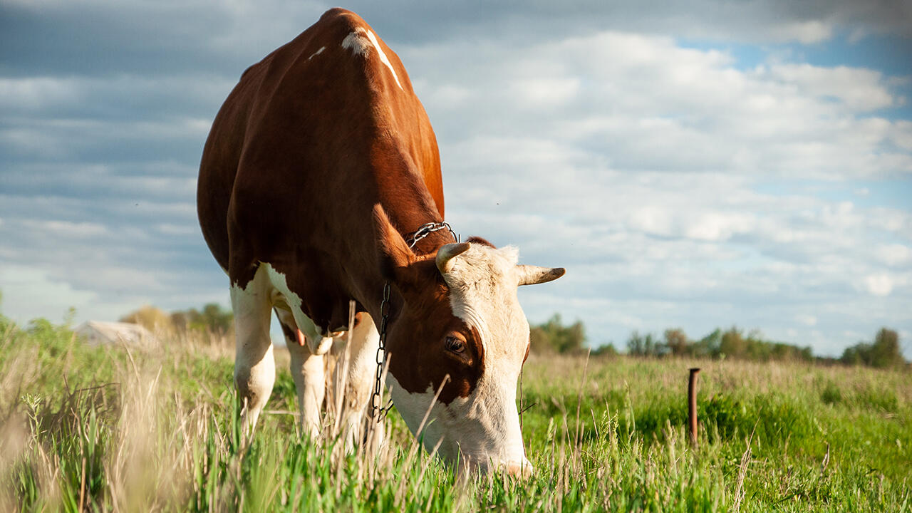 Bio-Betriebe müssen sich an strengere Regeln halten: Sie müssen die Kühe ins Freie lassen. Festgehalten ist allerdings nicht, dass es eine Weide sein muss.
