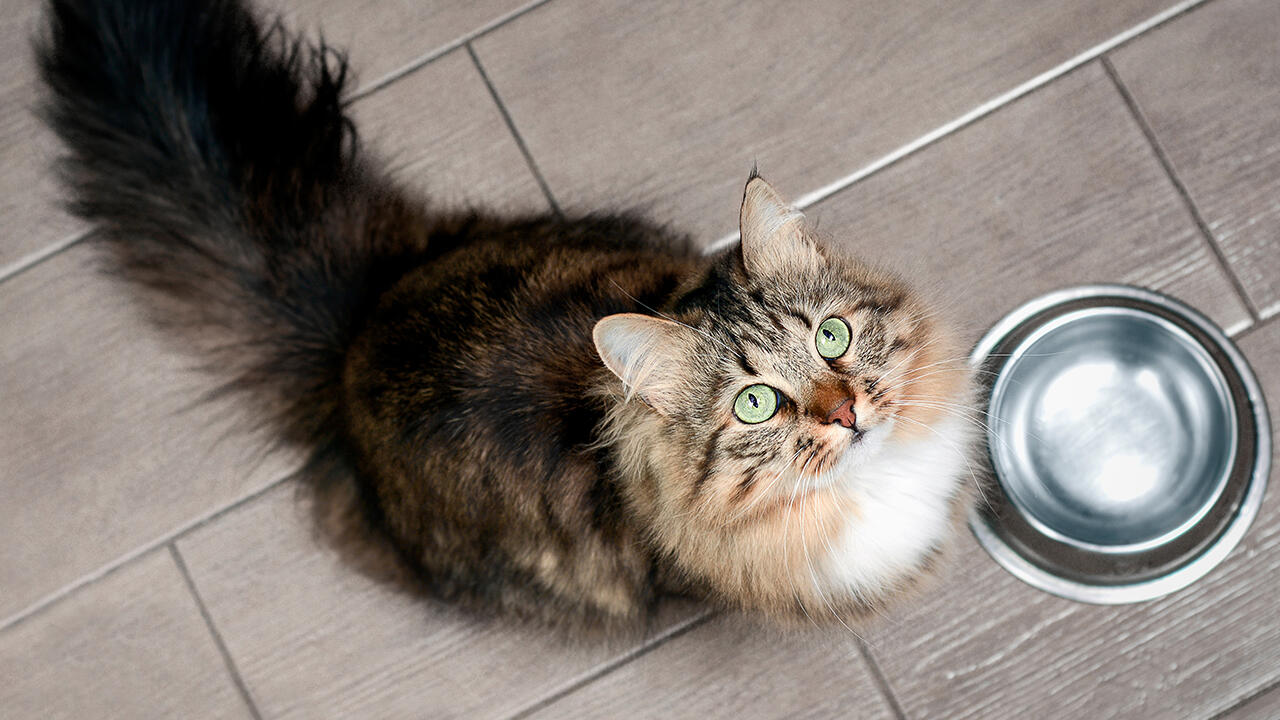 Katzen hungern zu lassen kann tödliche Folgen haben. Besser ist es, sie nach tierärztlicher Beratung mit kleineren Rationen zu füttern. Katzen hungern zu lassen kann tödliche Folgen haben. Besser ist es, sie nach tierärztlicher Beratung mit kleineren Rationen zu füttern.