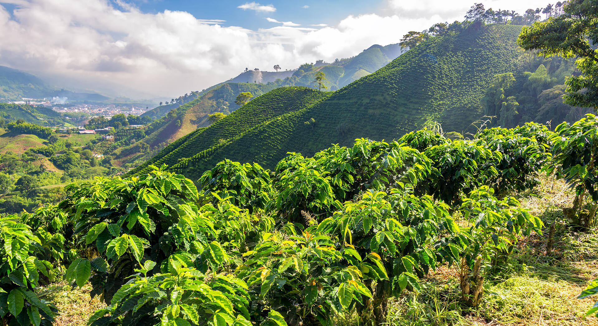Viele Kaffeepflanzen, wie hier in Kolumbien, wachsen an steilen Hängen. 