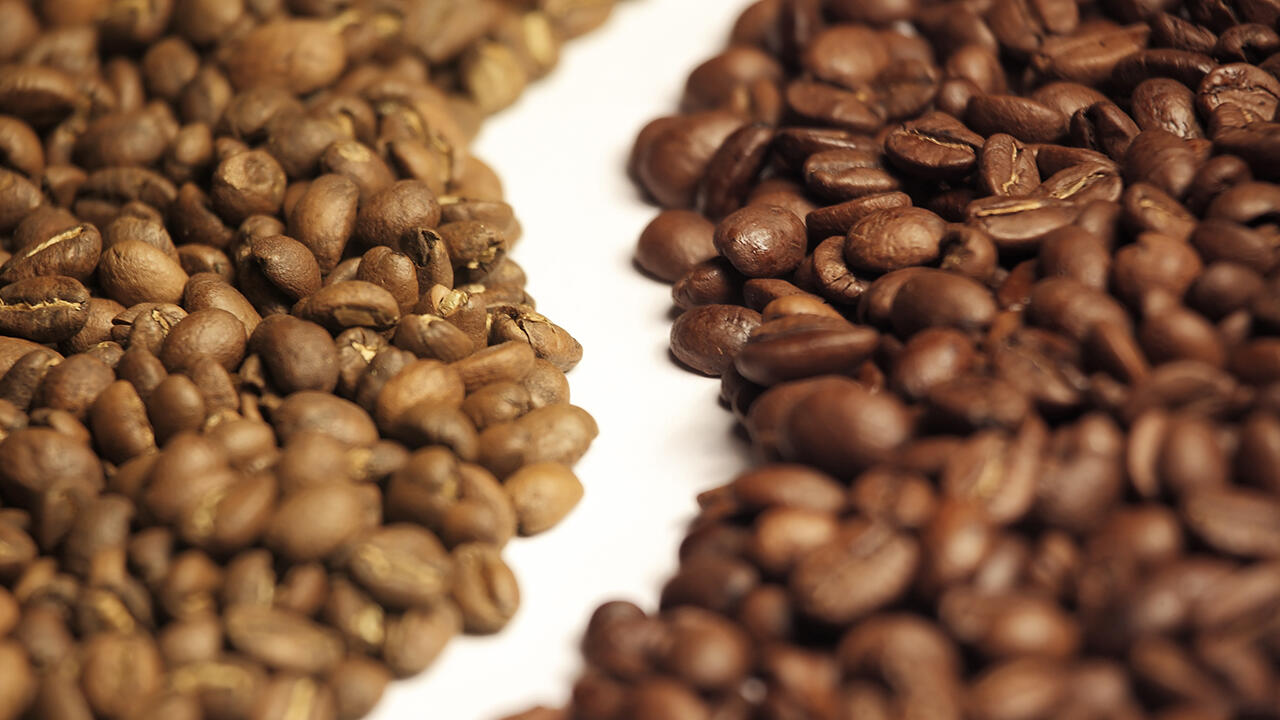 Robusta (links) und Arabica sind die weltweit gefragtesten Kaffeesorten. Dabei gibt es insgesamt 120 Arten.