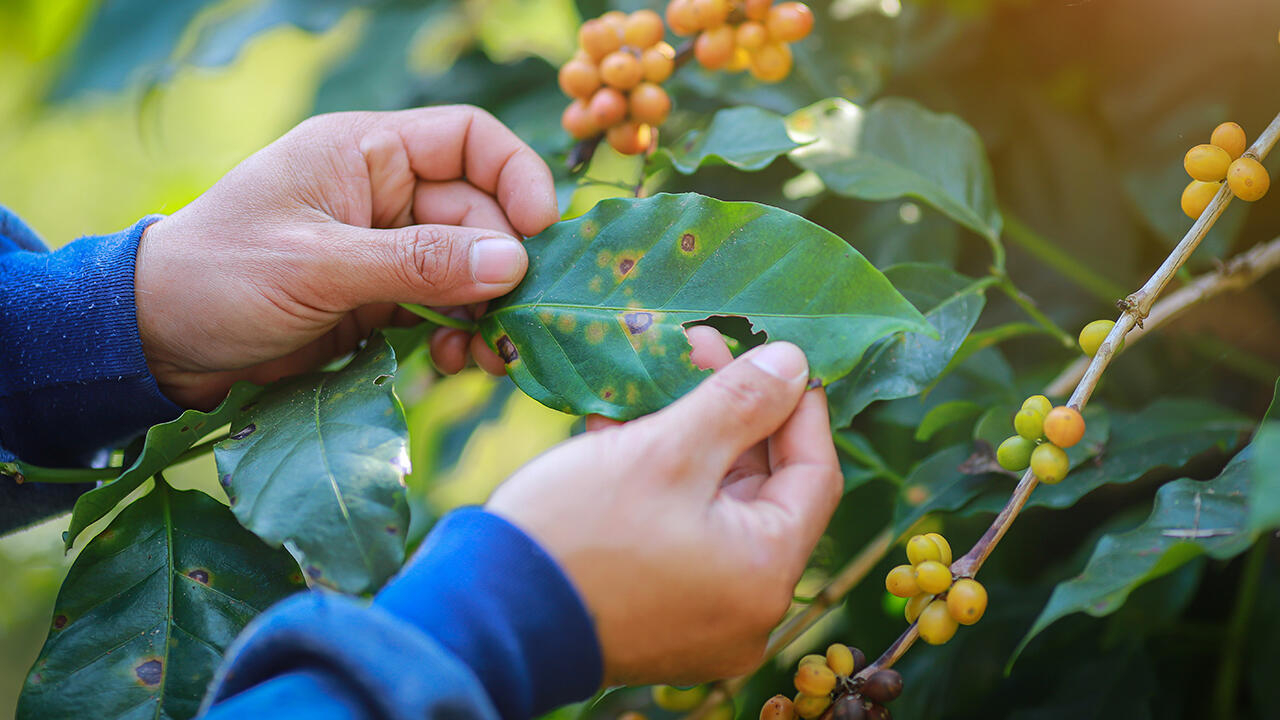 Kaffeerost, eine Pflanzenkrankheit, die durch Pilzbefall besteht, macht der Kaffeepflanze ebenfalls zu schaffen.