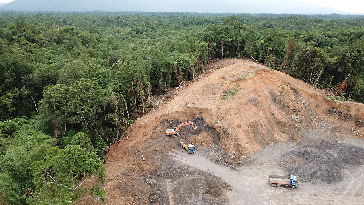 Tropische Wälder wie der Regenwald auf Borneo fallen dem Anbau von Ölpalmen zum Opfer. 