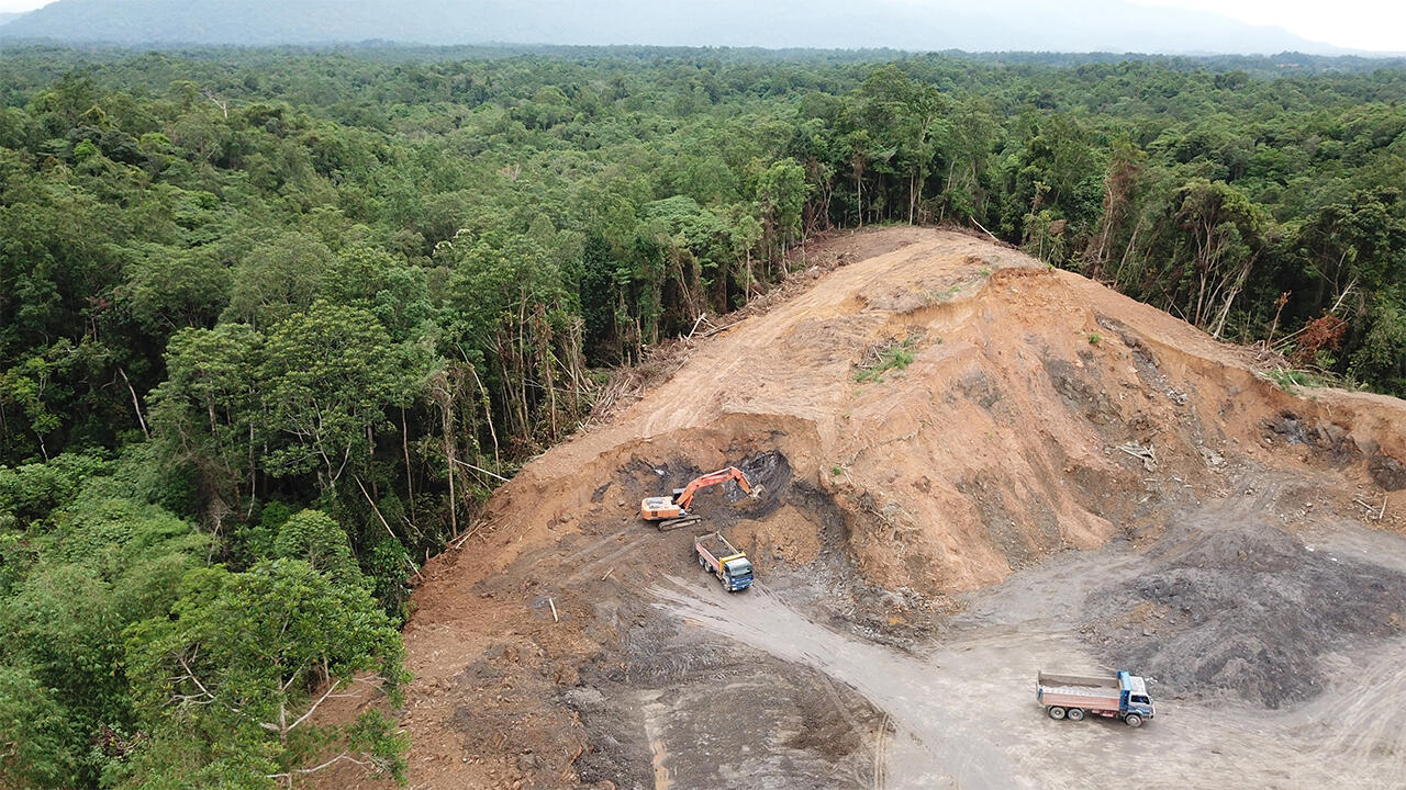 Tropische Wälder wie der Regenwald auf Borneo fallen dem Anbau von Ölpalmen zum Opfer. Tropische Wälder wie der Regenwald auf Borneo fallen dem Anbau von Ölpalmen zum Opfer.