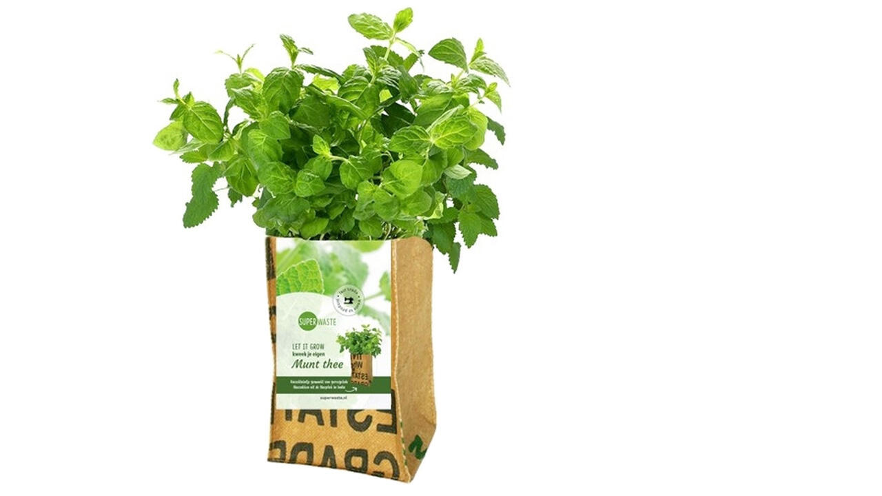 Nachhaltige Geschenke: Bio-Kräuter zum Selberziehen Nachhaltige Geschenke: Bio-Kräuter zum Selberziehen