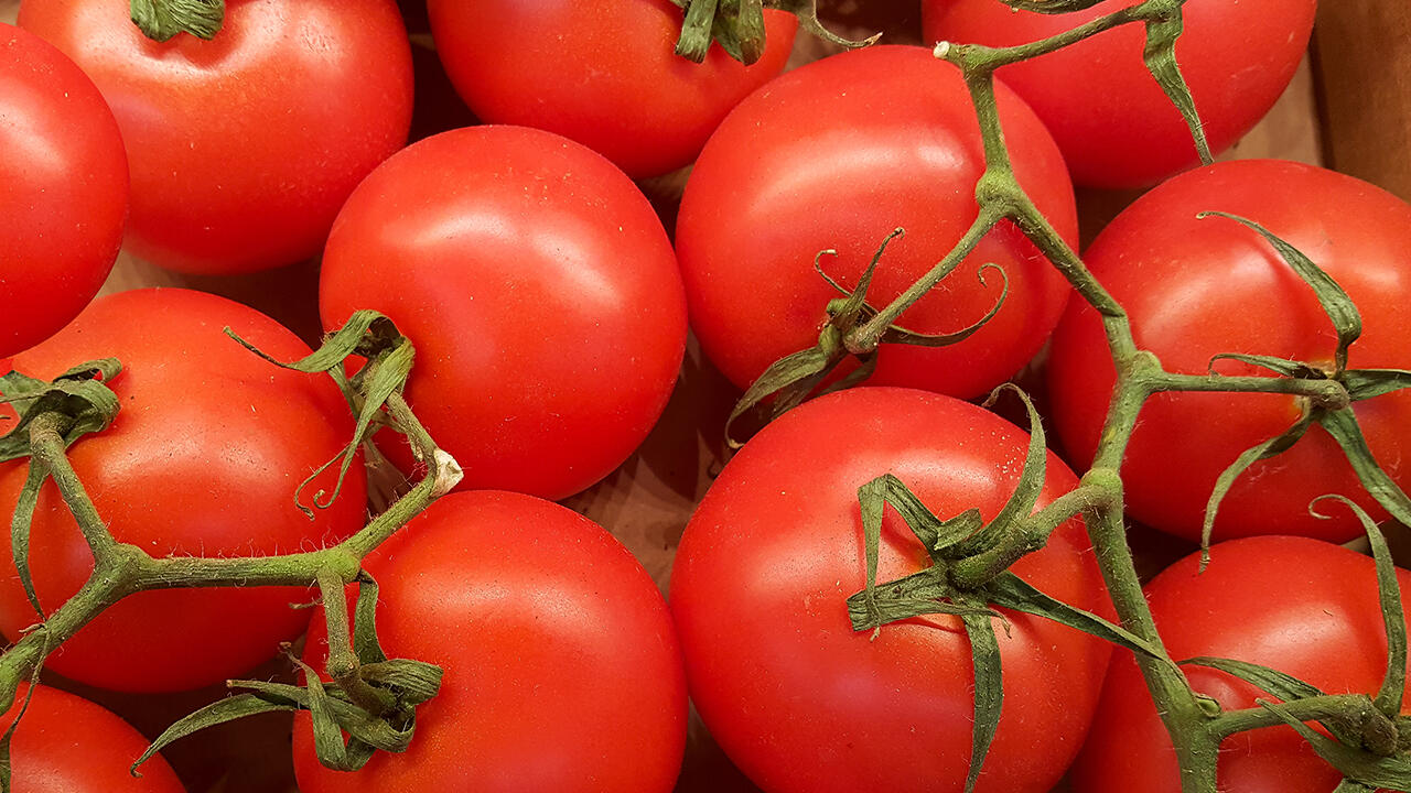 Tomatenmark im Test: Woher stammen die Tomaten, die für die Produktion verwendet werden?