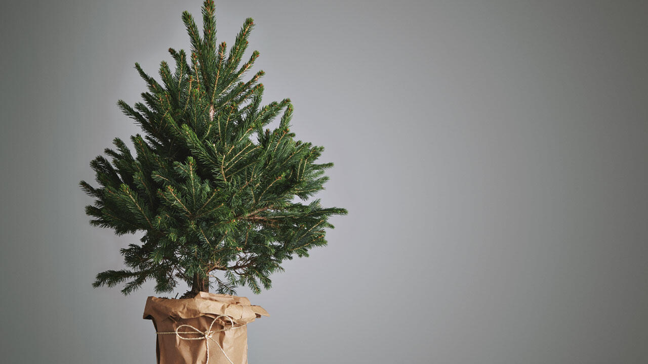 Weihnachtsbaum im Topf – nur bedingt eine gute Idee Weihnachtsbaum im Topf – nur bedingt eine gute Idee