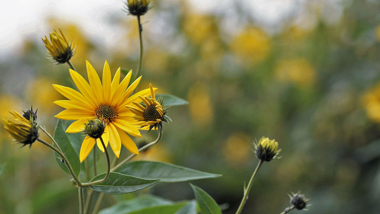Topinambur: leckere Knolle, schöne Blüte. Topinambur: leckere Knolle, schöne Blüte.