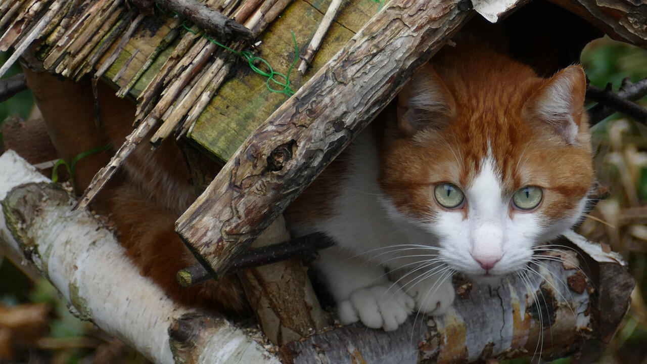 Katzen jagen oft nur, um ihren Spieltrieb zu befriedigen