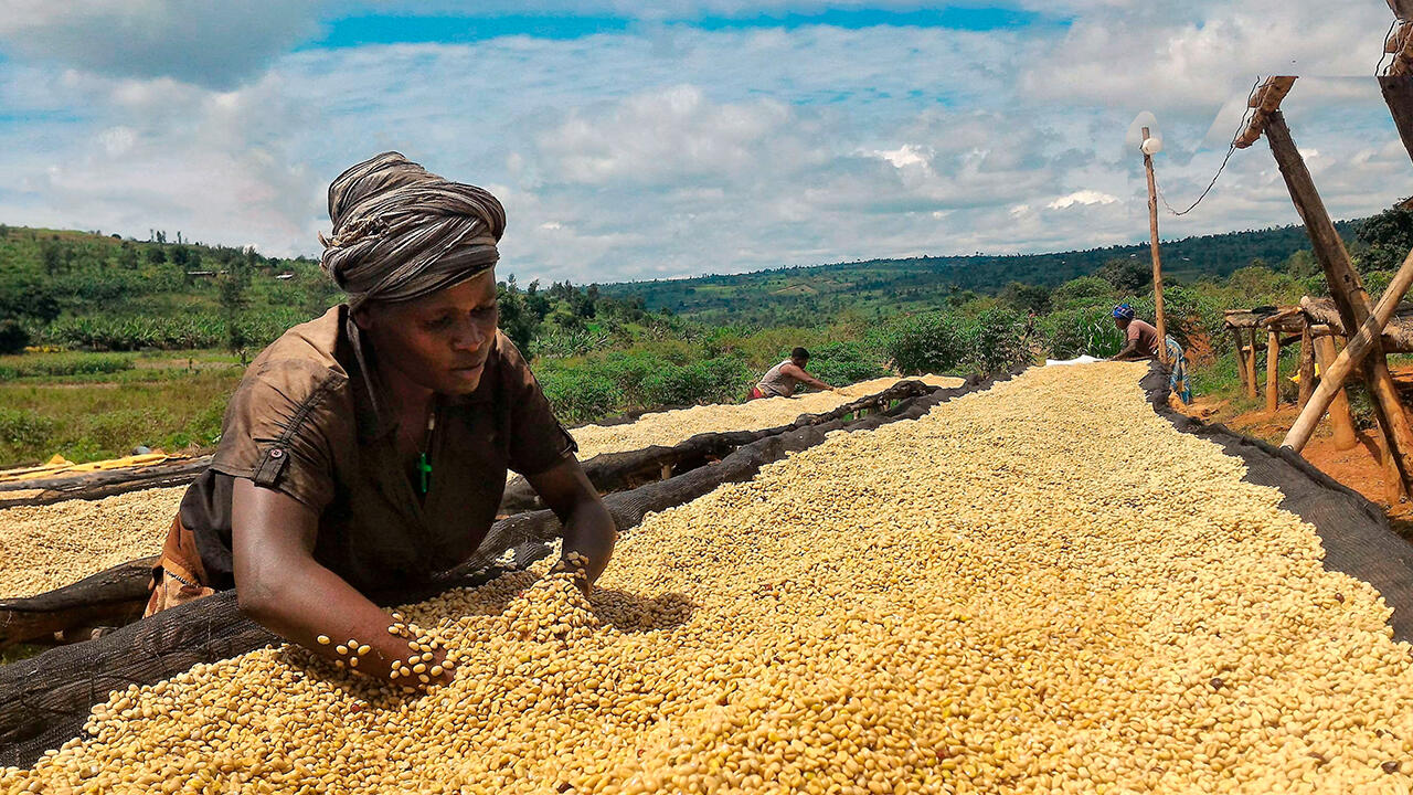 Anbau, Ernte und Röstung in einem Land: Eine derart geschlossene Wertschöpfungskette kann im Kaffeebohnen-Test kein Anbieter nachweisen.