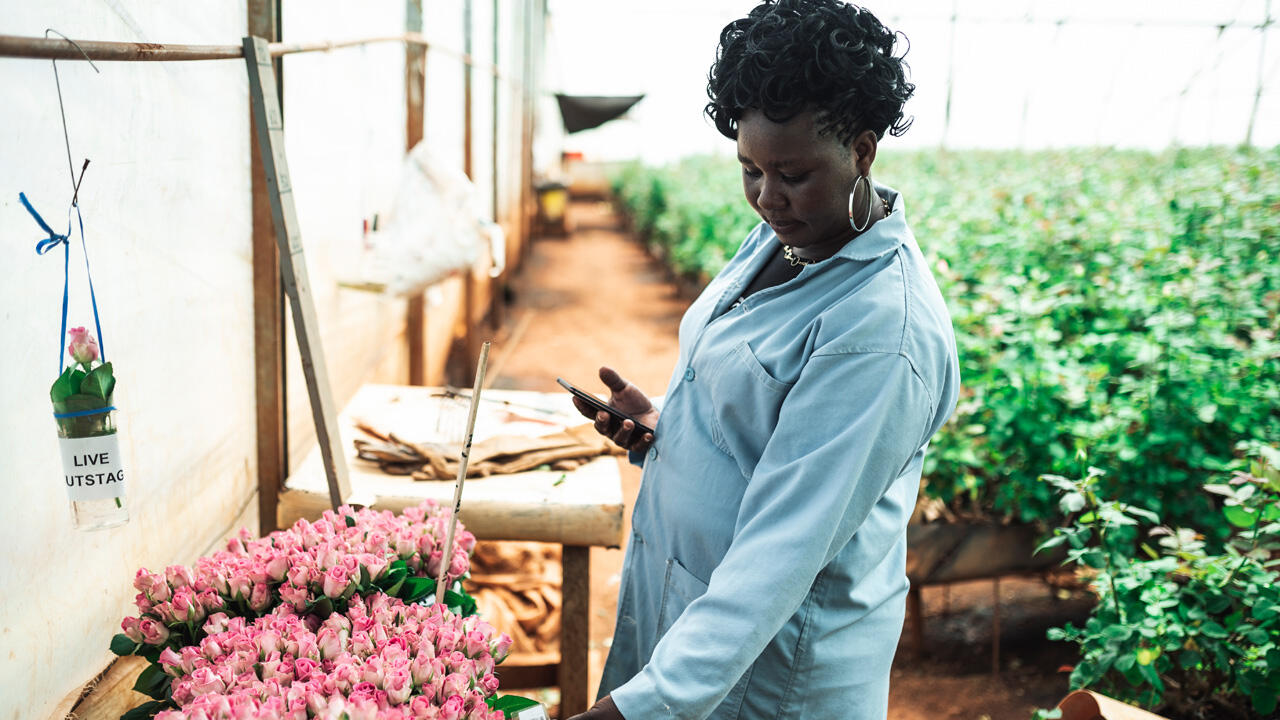Auf Rosenfarmen in Kenia arbeiten zum größten Teil Frauen.