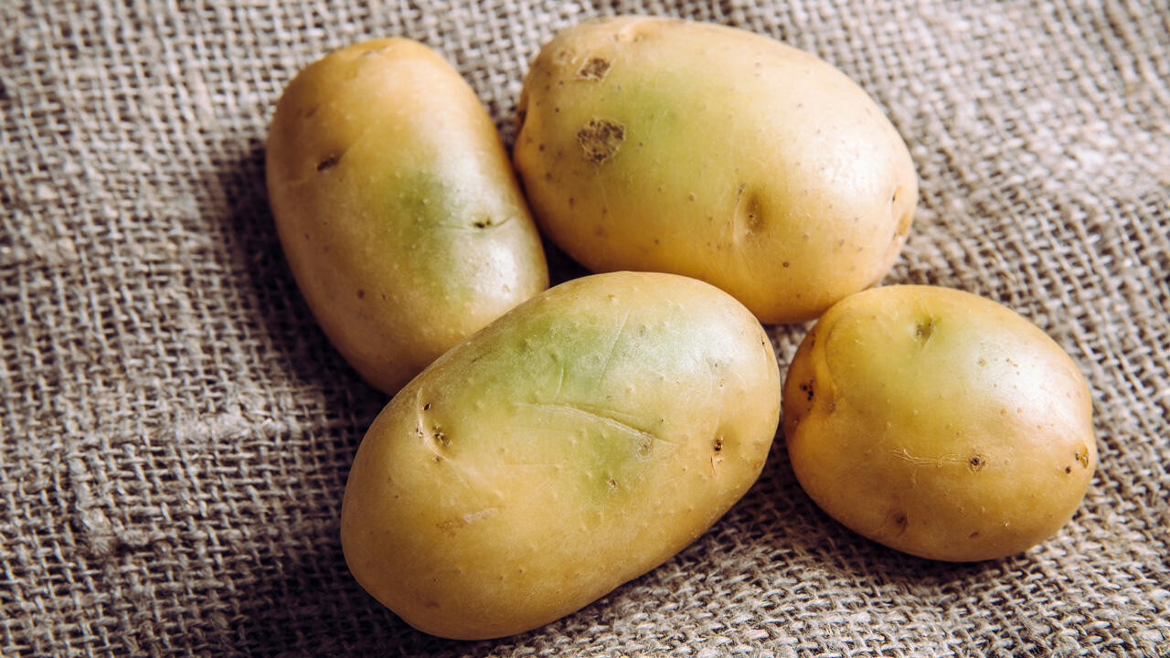 In den grünen Stellen der Kartoffel stecken unverträgliche Stoffe wie Solanin.