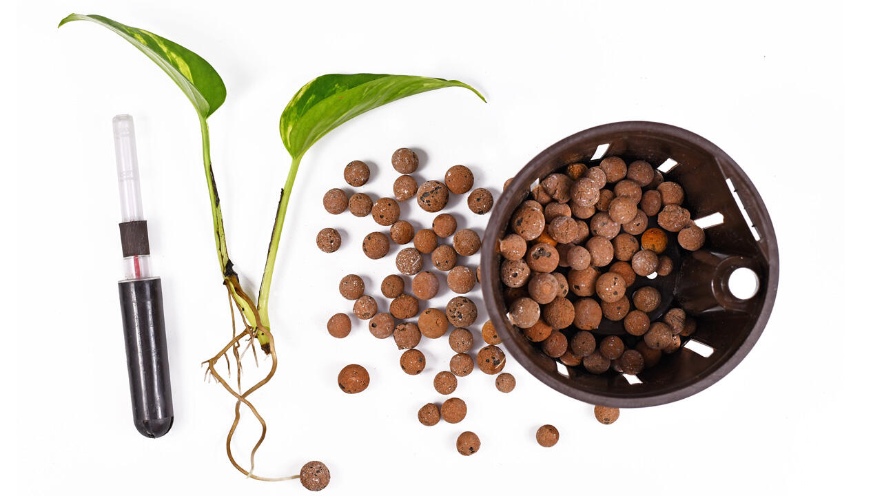 Hydrokultur hat einen großen Vorteil: Es ist optimal für Allergiker.