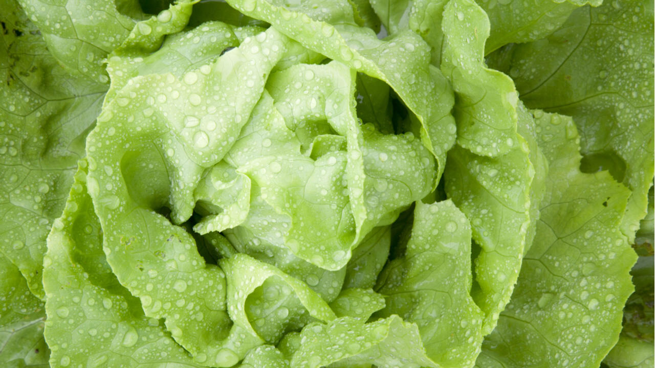 Wasser macht welken Salat und weiches Gemüse wieder knackig. Wasser macht welken Salat und weiches Gemüse wieder knackig.