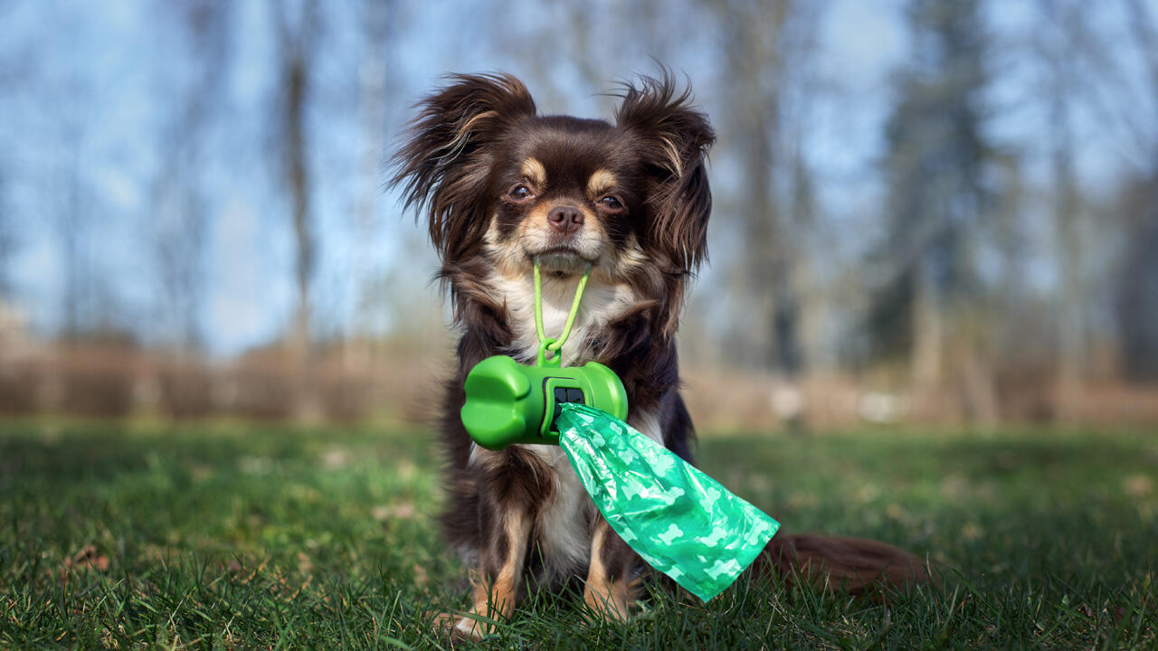 Ein mittelgroßer Hund setzt im Jahr ungefähr eine Tonne Kot ab. Dieser kleine Chihuahua deutlich weniger.