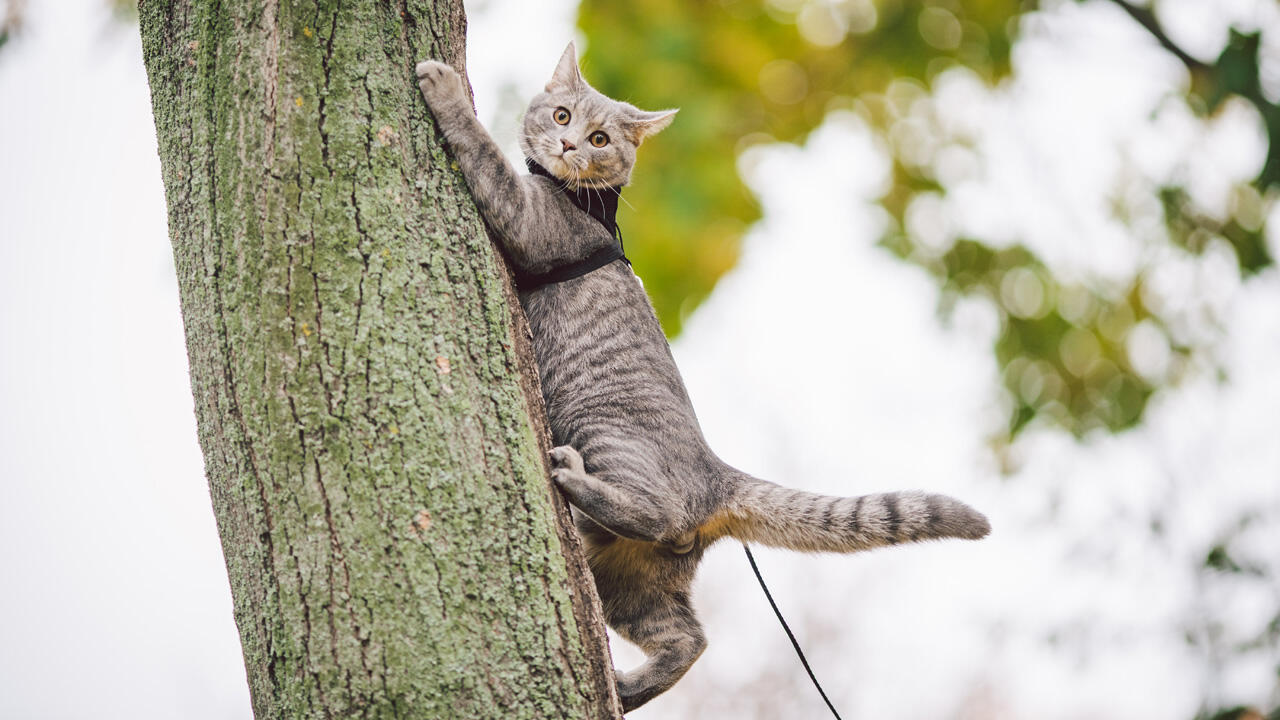 Jagende Katzen sind eine große Gefahr für die Vogelwelt.