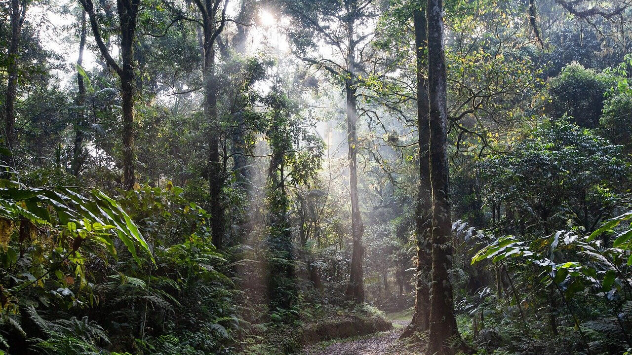 Wichtiger als Bäumepflanzen: Unsere (Regen-)Wälder schützen!