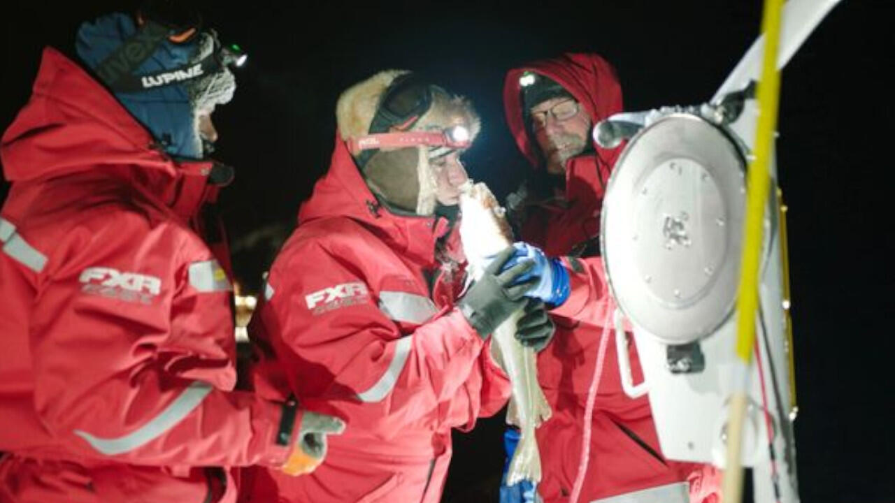 Das Forscherteam des Forschungsschiffs Polarstern zieht Kabeljau aus dem Nordpolarmeer.