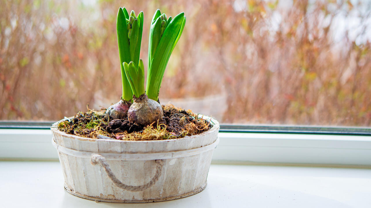 Endlich Frühling! Hyazinthen sind eine beliebte Frühlingsdeko für die Fensterbank.