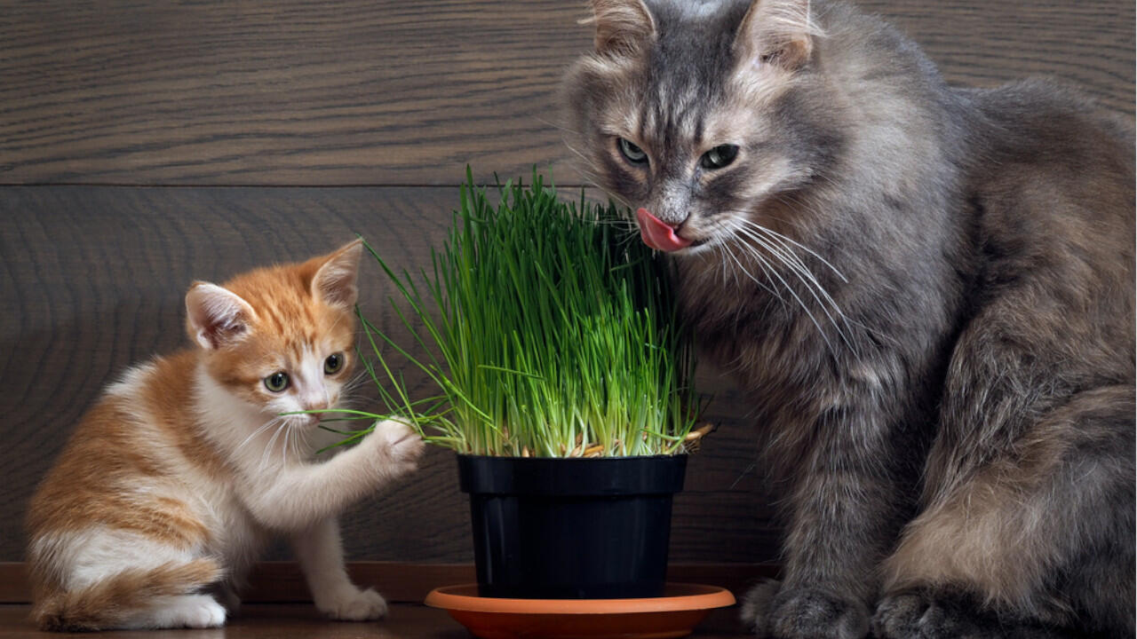 Viele Katzen mögen Katzengras, die Gräser sind bei der Pflege recht anspruchslos. Viele Katzen mögen Katzengras, die Gräser sind bei der Pflege recht anspruchslos.