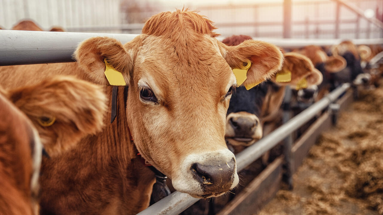 Woher kommt das Fleisch auf meinem Teller? In Frankreich ist das künftig kein Geheimnis mehr.