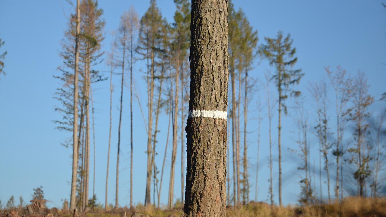 Warmer Winter: Der Wald leidet unter der Trockenheit Warmer Winter: Der Wald leidet unter der Trockenheit