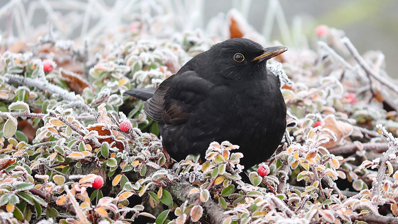 Seltener Gast am Vogelhäuschen: die Amsel Seltener Gast am Vogelhäuschen: die Amsel
