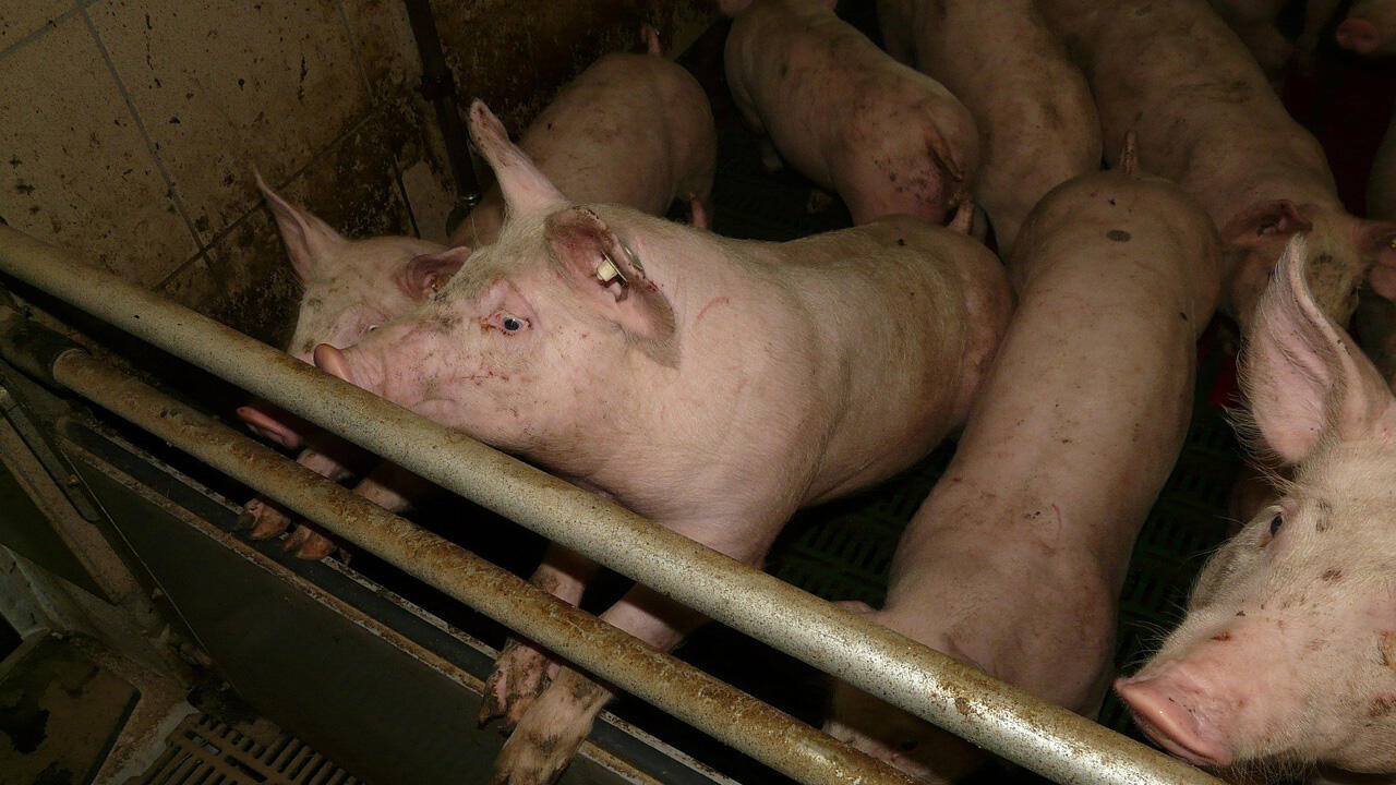 Mindestanforderung bei Mastschweinen: mehr Platz, keine Spaltenböden und Frischluft. Mindestanforderung bei Mastschweinen: mehr Platz, keine Spaltenböden und Frischluft.