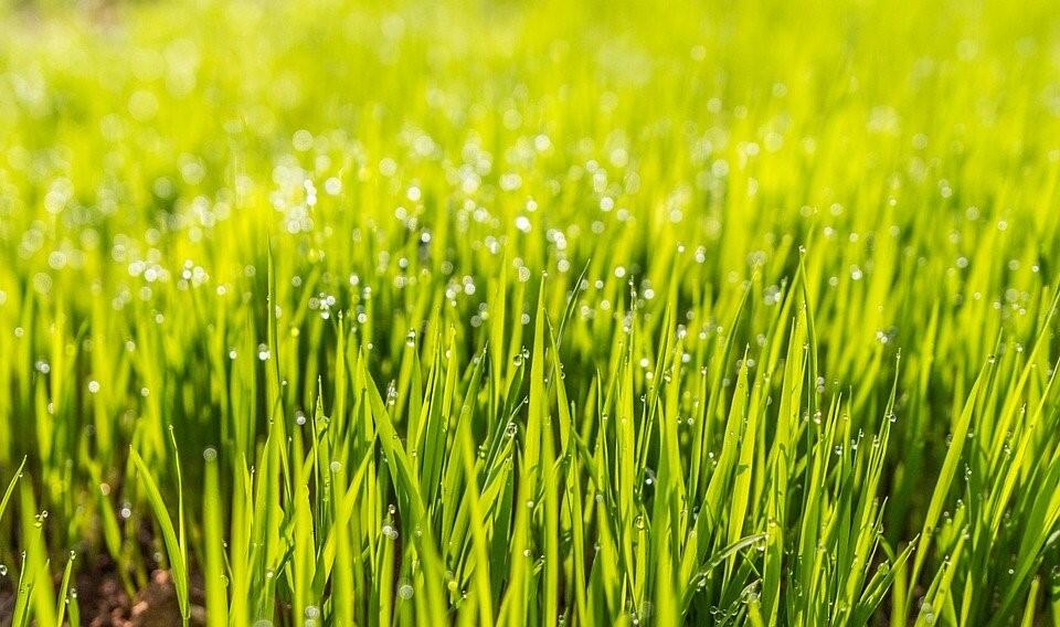 Mähen entzieht dem Rasen Nährstoffe, regelmäßiges Düngen gibt sie dem Rasen zurück.