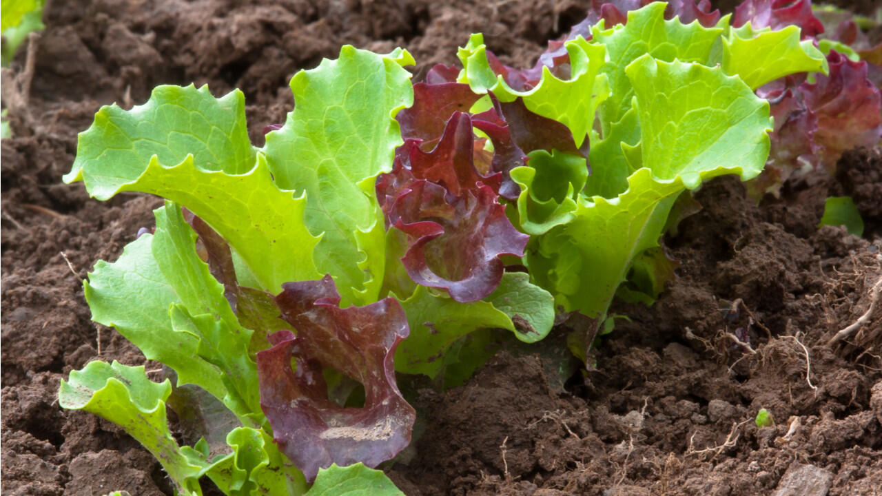 Im Frühling können Sie viele Salatsorten aussäen - nach wenigen Wochen sprießen dann Salatpflanzen aus dem Boden.