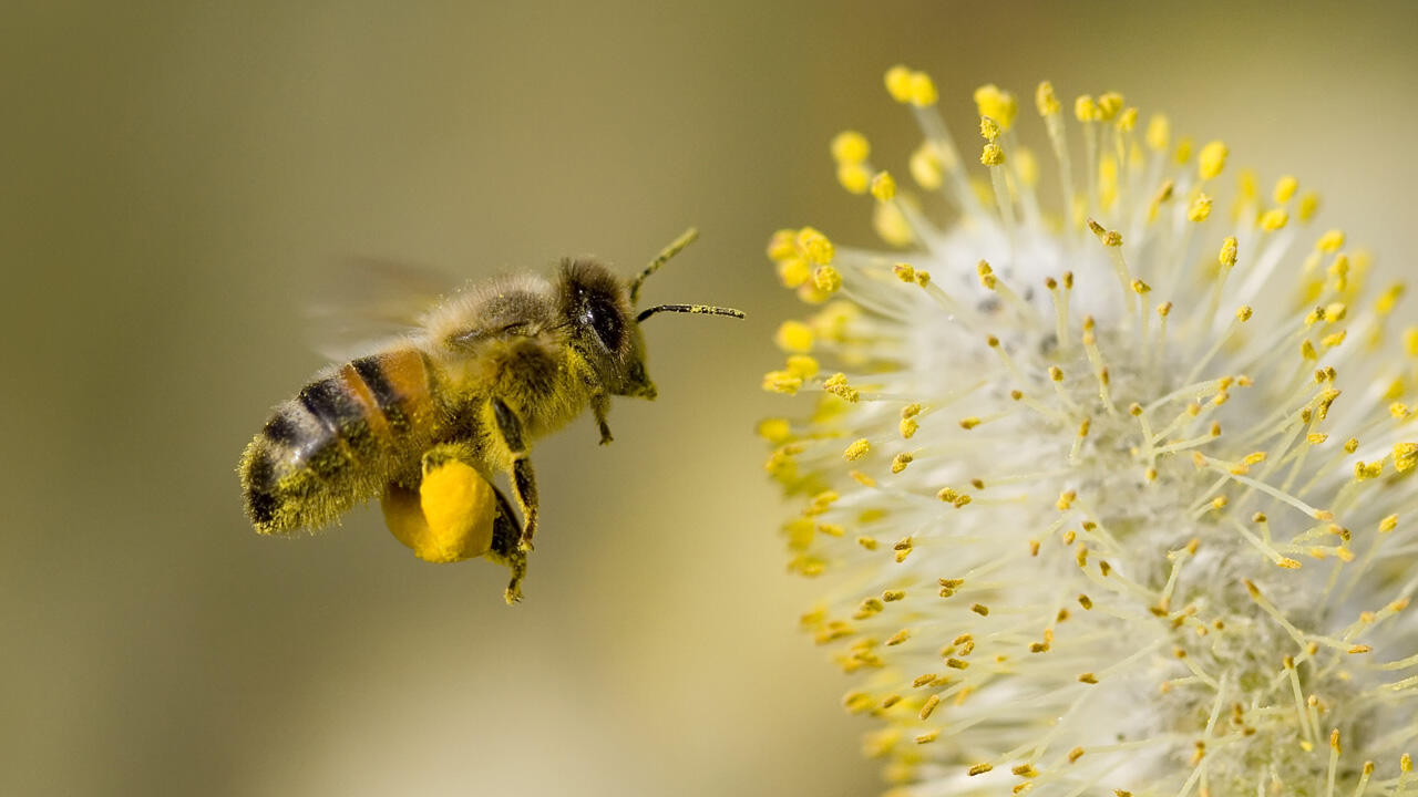 Die Sal-Weide ist eine wichtige Bienenweide für viele Wildbienen-Arten. Die Sal-Weide ist eine wichtige Bienenweide für viele Wildbienen-Arten.