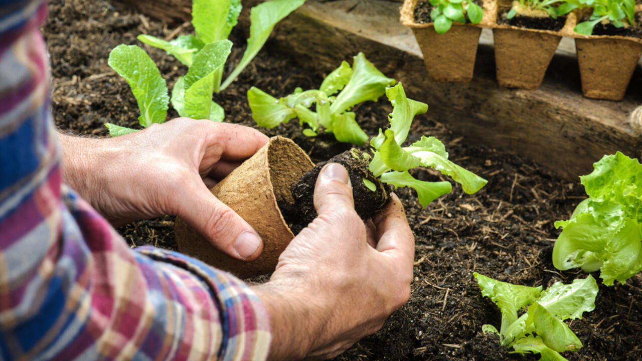 Salat zählt zu den Schwachzehrern: Der Boden muss dafür nicht gedüngt werden und ist nach der Ernte bereit für Starkzehrer wie Kohl.