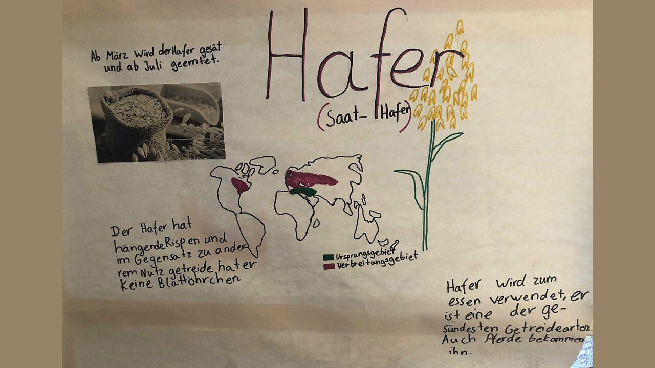 Homeschooling: Im Sachunterricht war "Hafer" das Thema. Homeschooling: Im Sachunterricht war "Hafer" das Thema.