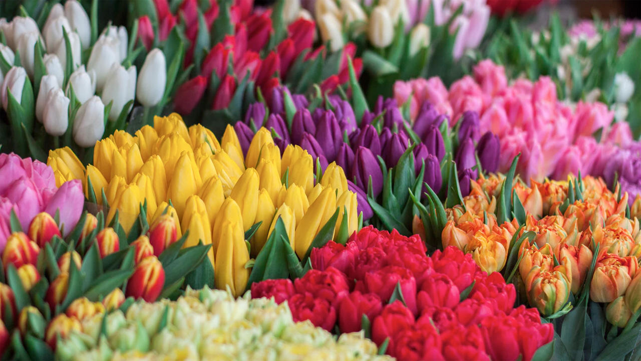 Faire Blumen sind Trumpf zum Muttertag. Faire Blumen sind Trumpf zum Muttertag.