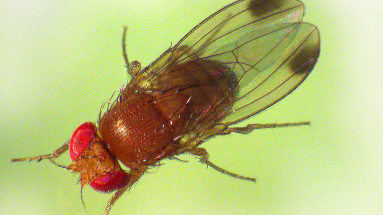 Die Kirschessigfliege hat rote Augen und einen hellbraunen Körper - und nur die Männchen tragen schwarze Punkte an den Flügelenden.