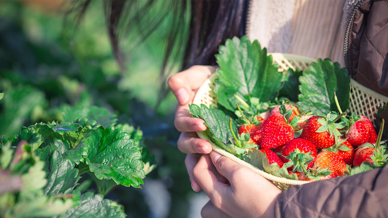Erdbeeren pflanzen: Erdbeeren können Sie auch im Mai noch im eigenen Garten anbauen. Im Sommer sind sie dann bereit für die Ernte.