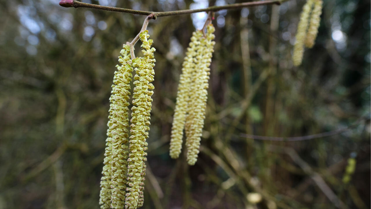 Die ersten Pollen bedeuten für Allergiker oft tränende Augen, eine laufende Nase und Halskratzen. Die ersten Pollen bedeuten für Allergiker oft tränende Augen, eine laufende Nase und Halskratzen.