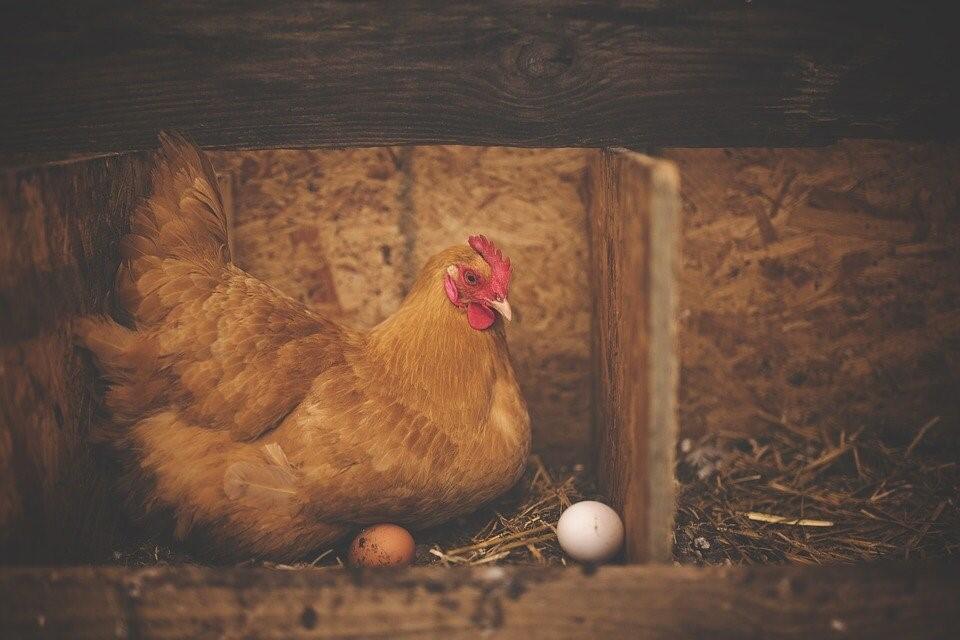 Die verschiedenen Haltungsformen weisen große Unterschiede in Bezug auf Platz, Auslauf und Futter der Legehennen auf.