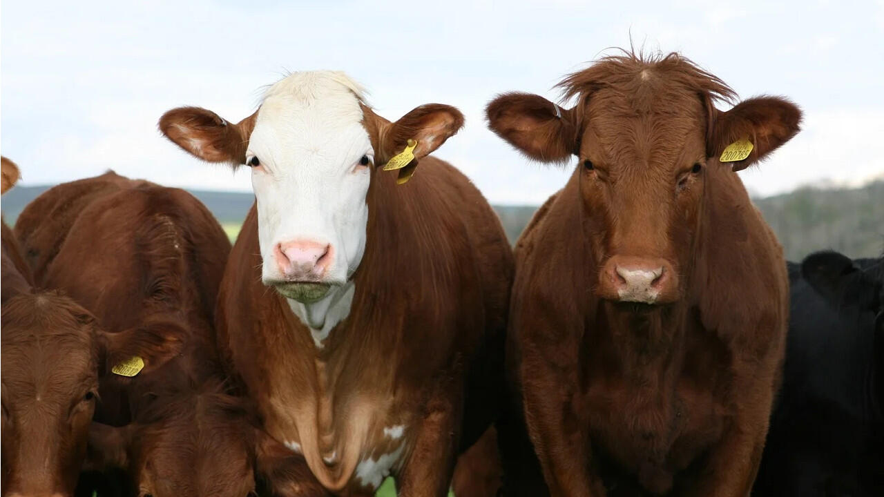 Die Kuhhaltung für die Milchproduktion bedeutet ohne Belastungen für unser Klima.