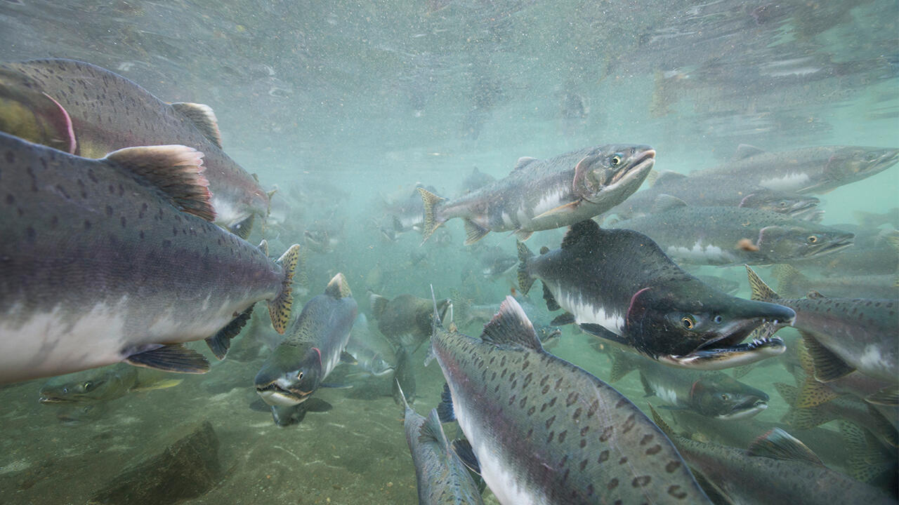 Als Delikatesse genießen: Die Wildlachsbestände in Alaska sind noch intakt. 