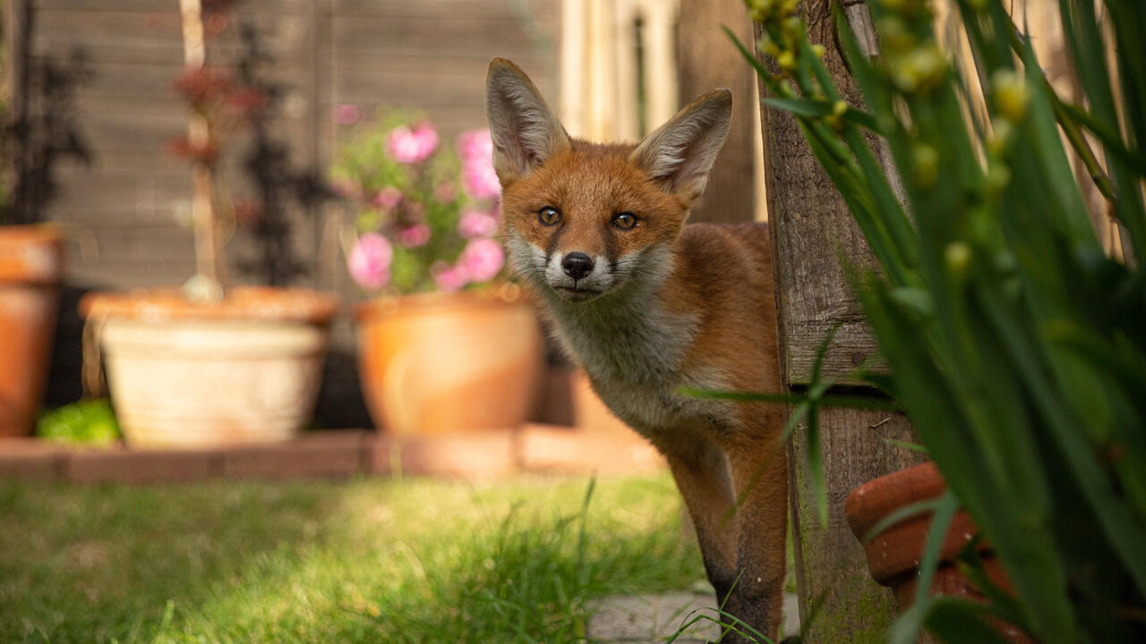Foxes in the garden: Statistically, it is very unlikely to contract fox tapeworm.