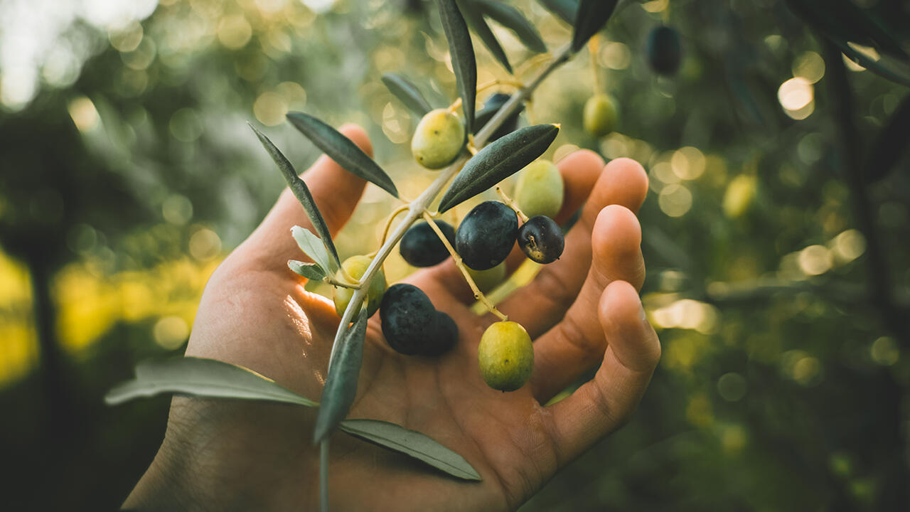 In Oliven stecken jede Menge gesunde sekundäre Pflanzenstoffe.
